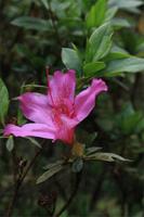 Blandy's Garten