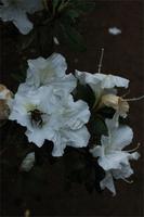 Blandy's Garten