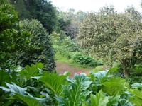 Blandys Garden