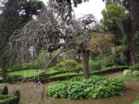 Blandys Garten - japanischer Pagodenbaum