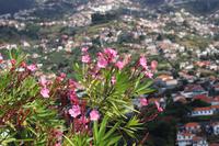 Blick auf Funchal vom Aussichtspunkt Pico dos Barcelos