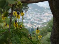 Blick auf Funchal