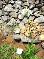 Blume am Wegesrand