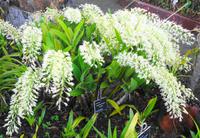 Blumen 1