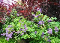 Blumen 1