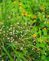 Blumen 10