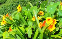 Blumen 11