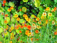 Blumen 12