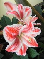 Blumen 2