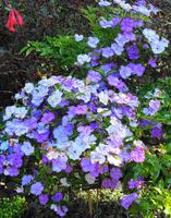 Blumen 2