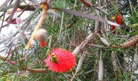 Blumen 3