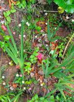 Blumen 3