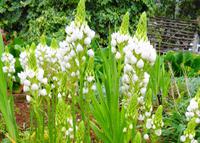 Blumen 4 