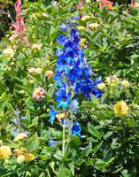 Blumen 4