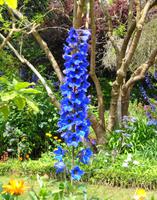 Blumen 5