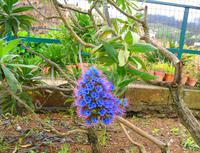 Blumen 6