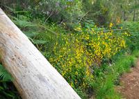 Blumen 6