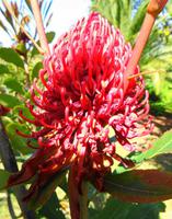 Blumen 6