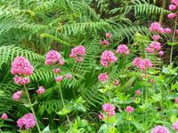 Blumen 8