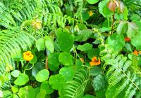 Blumen 9