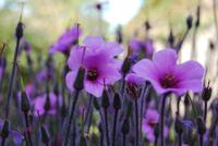 Blumen