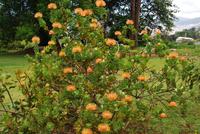 Blumen
