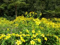 Blumeninsel