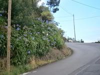 Blumenpracht