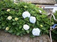 Blumenpracht