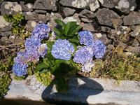 Blumenpracht