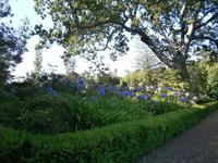 Blumenpracht