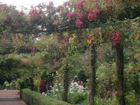 Blumenpracht