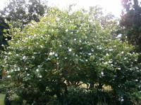 Blumenpracht