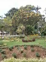 Blumenpracht