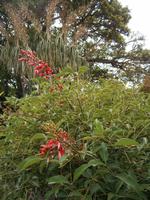 Blumenpracht