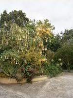 Blumenpracht