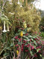Blumenpracht