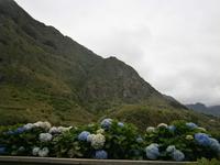 Blumenpracht