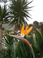 Blumenpracht