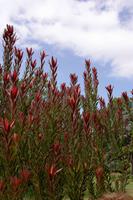 Blumenpracht