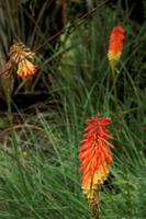 Blumenpracht