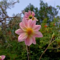 Blumenpracht