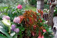 Blumenpracht