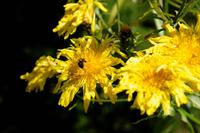 Blumenpracht