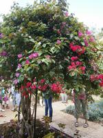 Botanische Garten
