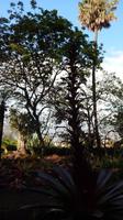 Botanischer  Garten