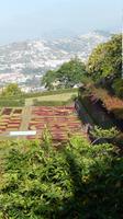 Botanischer  Garten