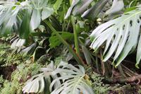 Botanischer Garten - Funchal