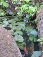 Botanischer Garten Funchal