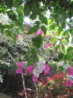 Botanischer Garten Funchal